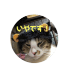 デカ猫クゥさん2（個別スタンプ：1）
