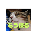 デカ猫クゥさん2（個別スタンプ：2）