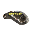 デカ猫クゥさん2（個別スタンプ：3）