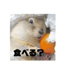 デカ猫クゥさん2（個別スタンプ：6）