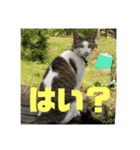 デカ猫クゥさん2（個別スタンプ：7）