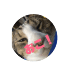 デカ猫クゥさん2（個別スタンプ：8）