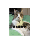 デカ猫クゥさん2（個別スタンプ：9）