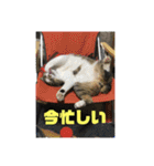 デカ猫クゥさん2（個別スタンプ：10）