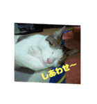 デカ猫クゥさん2（個別スタンプ：13）