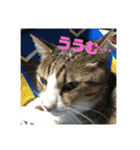 デカ猫クゥさん2（個別スタンプ：14）