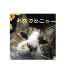 デカ猫クゥさん2（個別スタンプ：16）