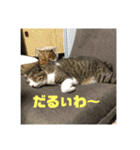 デカ猫クゥさん2（個別スタンプ：18）