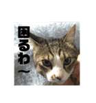 デカ猫クゥさん2（個別スタンプ：20）