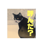 デカ猫クゥさん2（個別スタンプ：21）