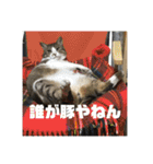 デカ猫クゥさん2（個別スタンプ：23）