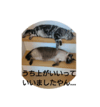 愛猫の独り言（笑）（個別スタンプ：1）