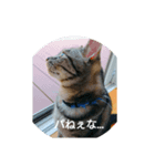 愛猫の独り言（笑）（個別スタンプ：2）