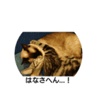愛猫の独り言（笑）（個別スタンプ：3）