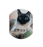 愛猫の独り言（笑）（個別スタンプ：4）