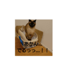 愛猫の独り言（笑）（個別スタンプ：5）
