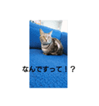 愛猫の独り言（笑）（個別スタンプ：7）