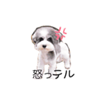 てるてるてるミー（個別スタンプ：15）
