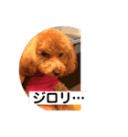 トイプードルはな（個別スタンプ：8）