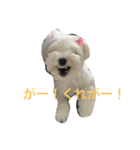 うぃん ほい（個別スタンプ：21）