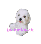 うぃん ほい（個別スタンプ：22）