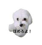 うぃん ほい（個別スタンプ：25）