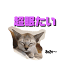 大五郎と富実子と仲間たち 第2版（個別スタンプ：3）
