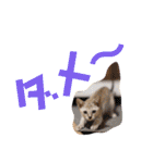 大五郎と富実子と仲間たち 第2版（個別スタンプ：6）