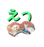 大五郎と富実子と仲間たち 第2版（個別スタンプ：30）
