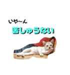 大五郎と富実子と仲間たち 第2版（個別スタンプ：33）