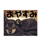 大木のゴン太（個別スタンプ：7）