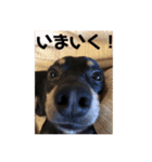 大木のゴン太（個別スタンプ：11）