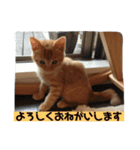 茶トラ！うにくん（個別スタンプ：5）