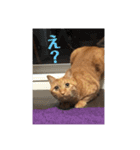 茶トラ！うにくん（個別スタンプ：14）