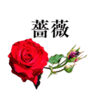 実写！薔薇（個別スタンプ：33）