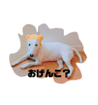 ブルテリア 牡丹2（個別スタンプ：1）