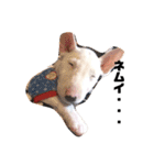 ブルテリア 牡丹2（個別スタンプ：12）