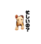 ブルテリア 牡丹2（個別スタンプ：21）