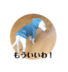 ブルテリア 牡丹2（個別スタンプ：24）