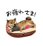 柴犬の可愛いメルちゃん（個別スタンプ：22）