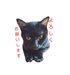 黒猫 maro（個別スタンプ：2）