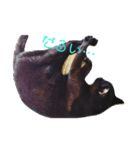 黒猫 maro（個別スタンプ：3）
