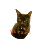 黒猫 maro（個別スタンプ：5）