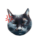 黒猫 maro（個別スタンプ：6）