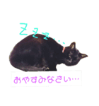 黒猫 maro（個別スタンプ：8）