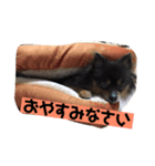 ランココネロ日常編（個別スタンプ：6）