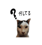 起きろ！猫（個別スタンプ：2）