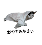 起きろ！猫（個別スタンプ：5）