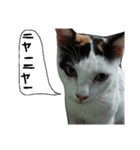 起きろ！猫（個別スタンプ：7）
