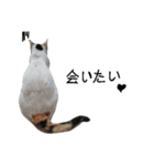 起きろ！猫（個別スタンプ：8）